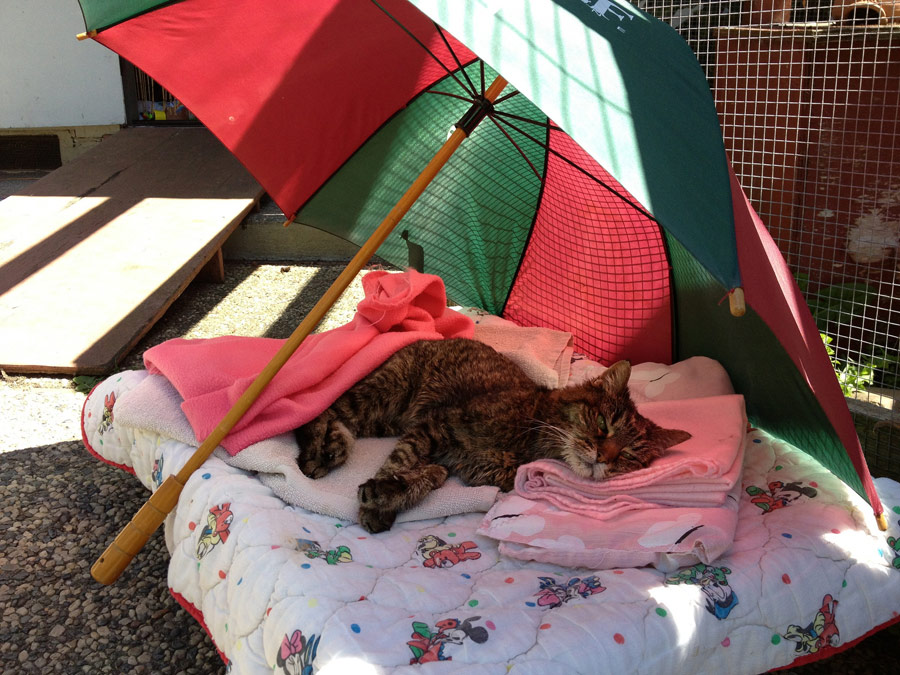 Daisy under parasol