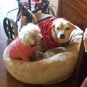 Joey & Lily in bed